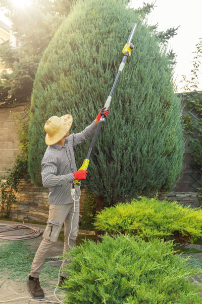 Best Tree Trimming and Pruning  in Helena, OK